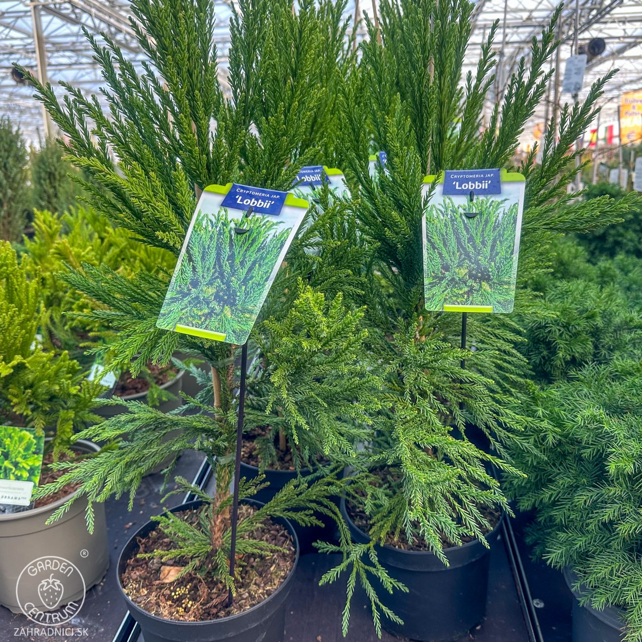 Obrázok Kryptoméria japonská (Cryptomeria japonica) ´LOBBII´ - výška 50-70 cm, kont. C5L (-21°C)